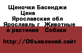 Щеночки Басенджи › Цена ­ 39 000 - Ярославская обл., Ярославль г. Животные и растения » Собаки   